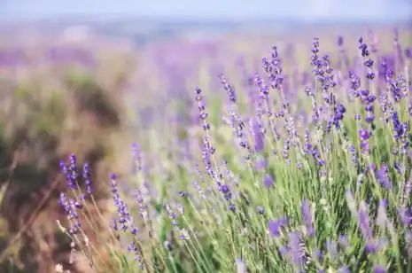 Field of Purple flowers in the breeze